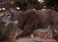 buck in Hunting Simulator 3