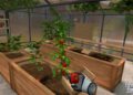 harvesting tomato Farming Simulator VR