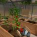 harvesting tomato Farming Simulator VR
