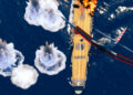 Task Force Admiral Screenshot