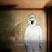 crime scene cleaner