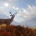theHunter Call of the wIld deer